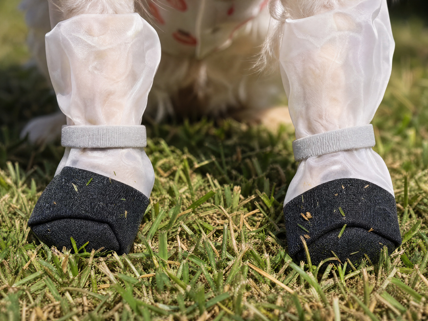 Grass seed stops at the ankle