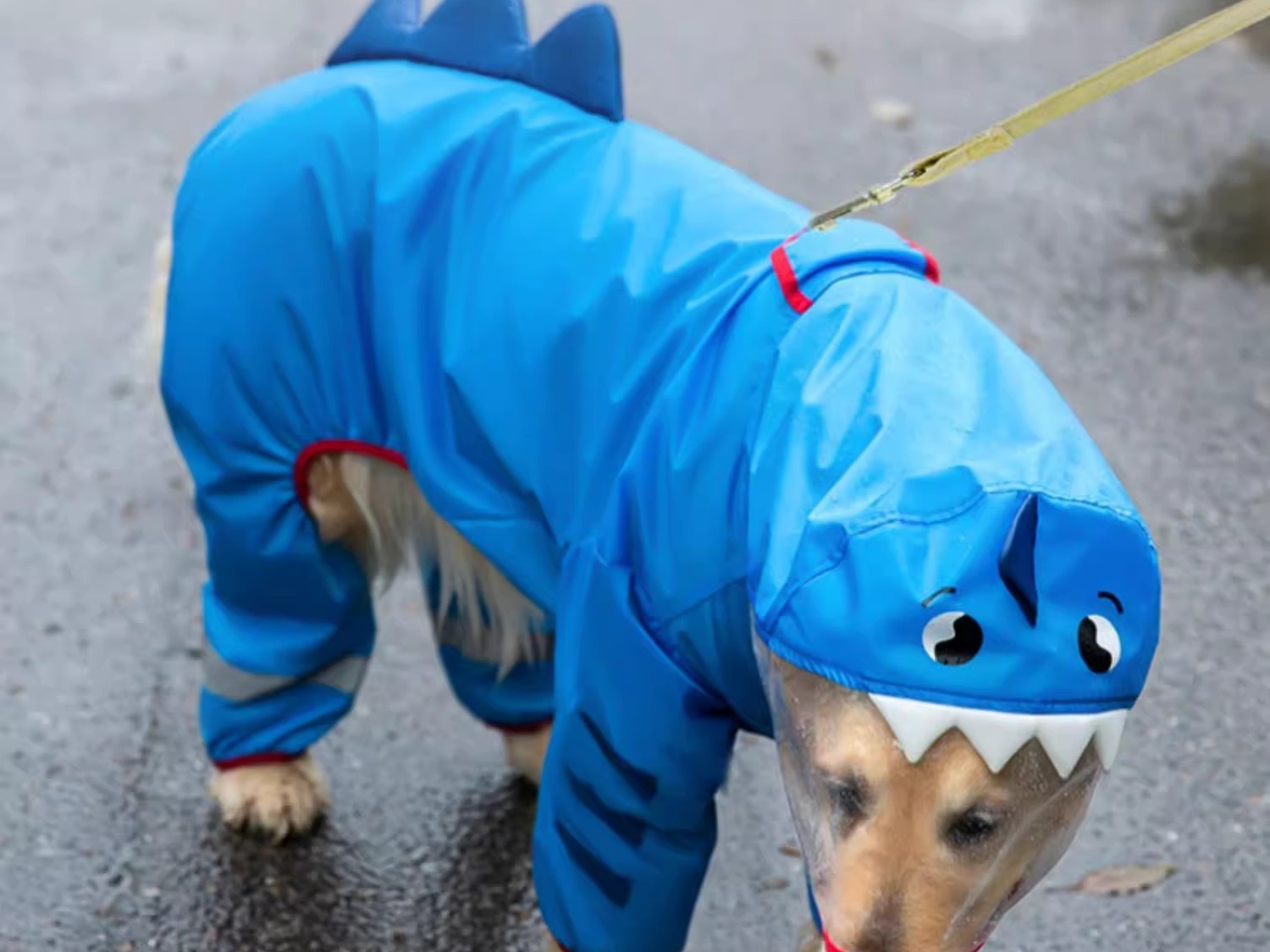 Nobody walks past a shark