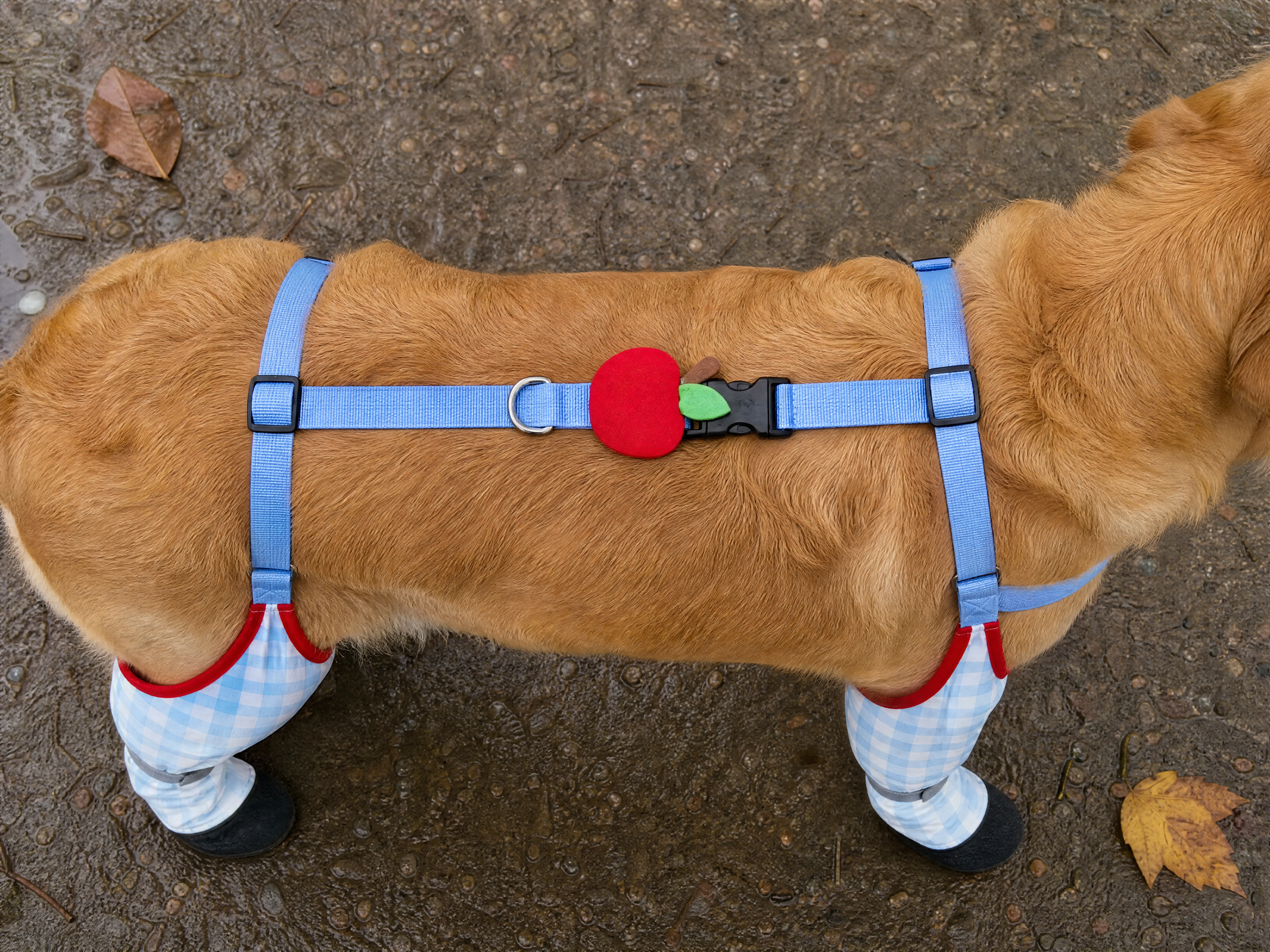 One buckle, lying flat