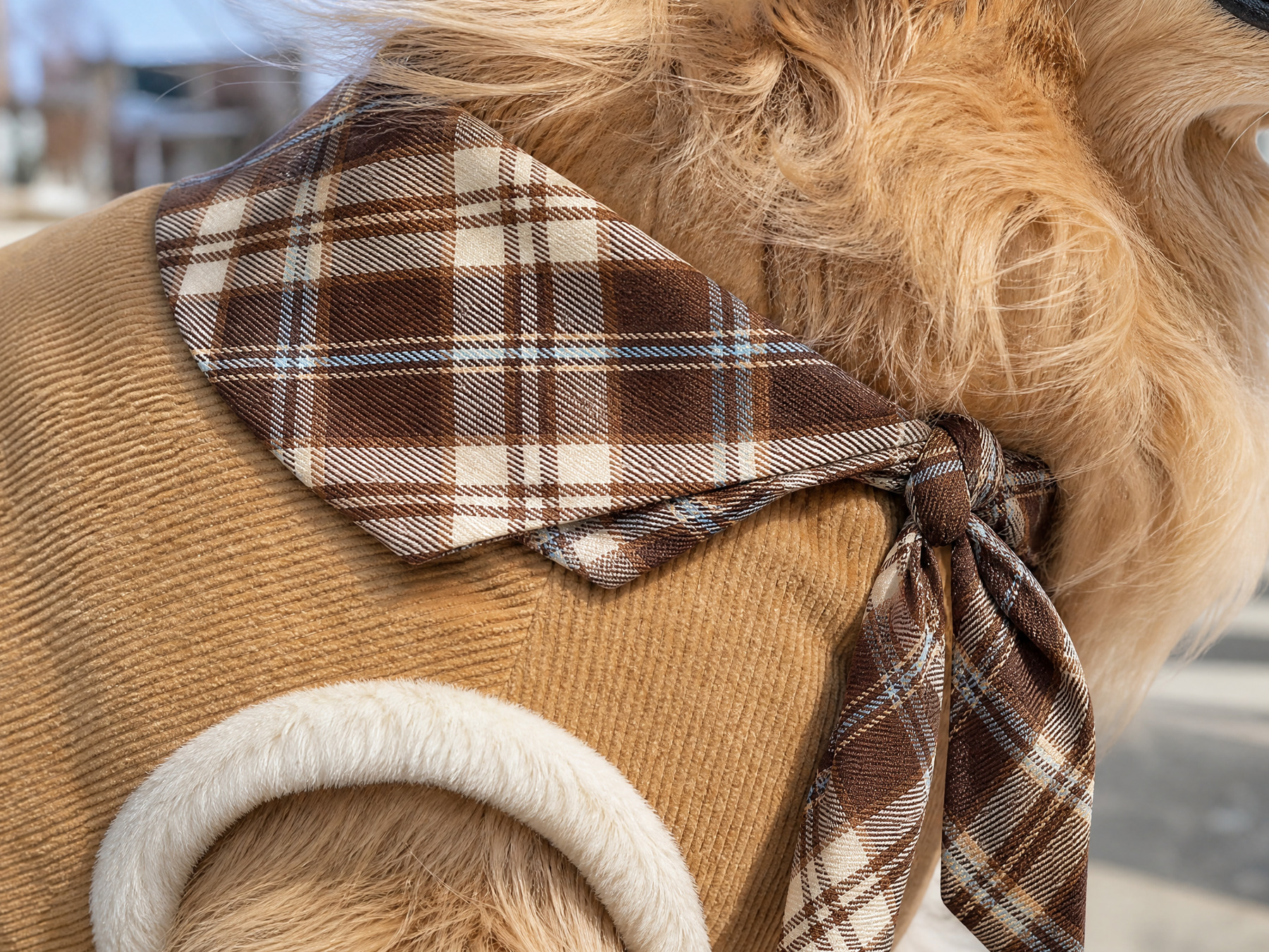 A collar you can tie in or leave open