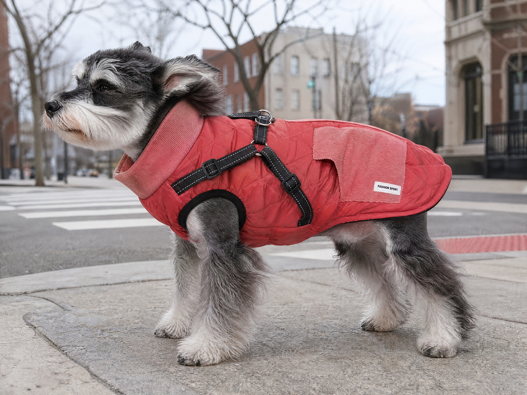 A small dog at a city crossing in a coral coat, its corduroy collar standing up in the wind.