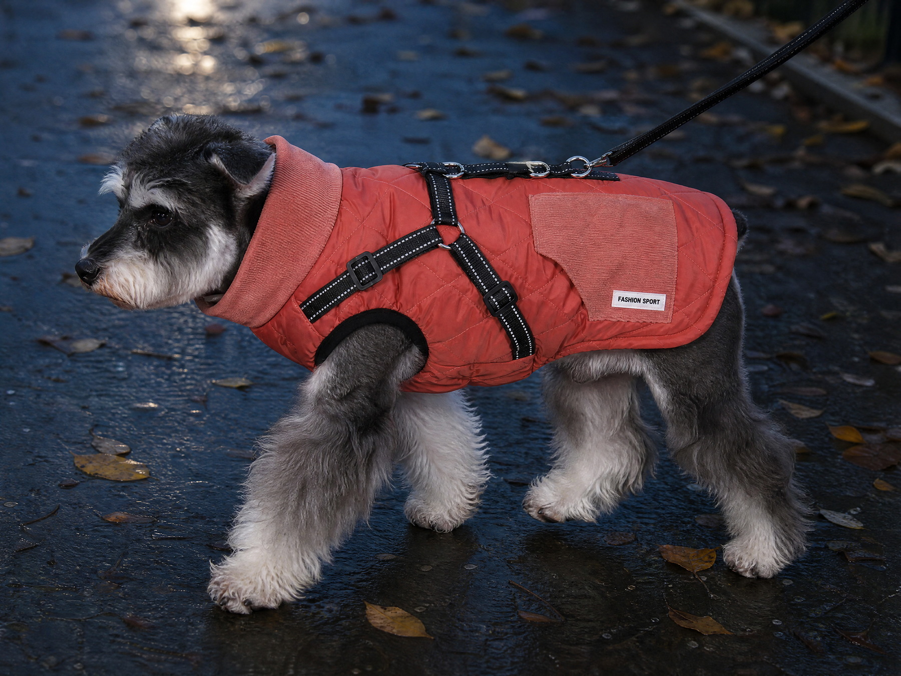 A small dog in a coral coat walking a wet pavement after dark, reflective stitching on its harness.