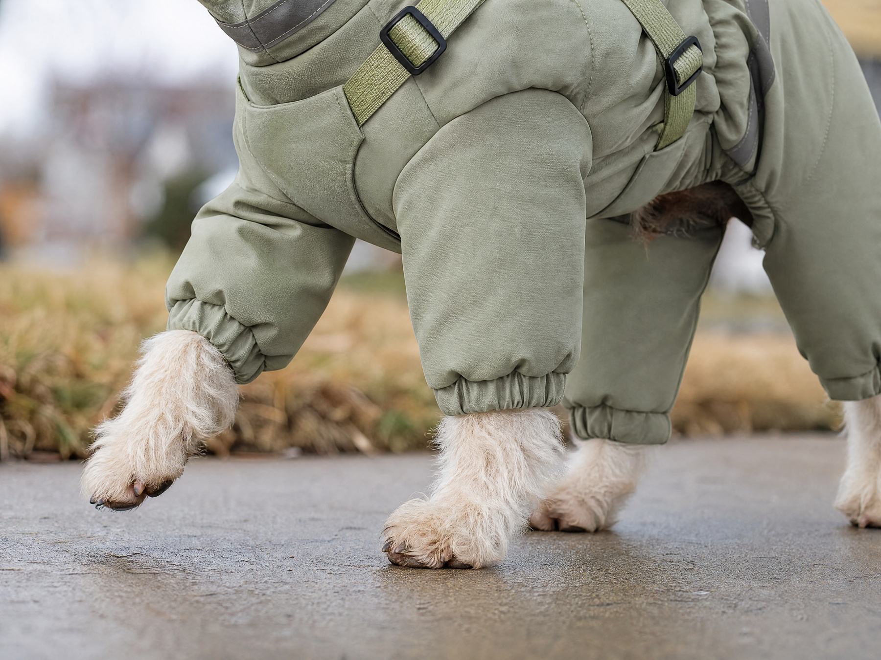 Close view of the sage suit’s gathered leg cuffs and a terrier’s exposed paws on a sidewalk.
