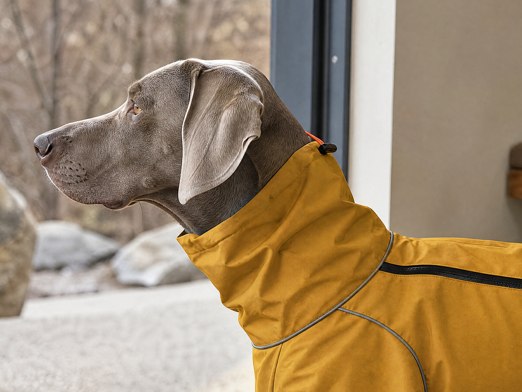 The mustard suit’s tall collar surrounds the neck of a gray dog looking out through a doorway.